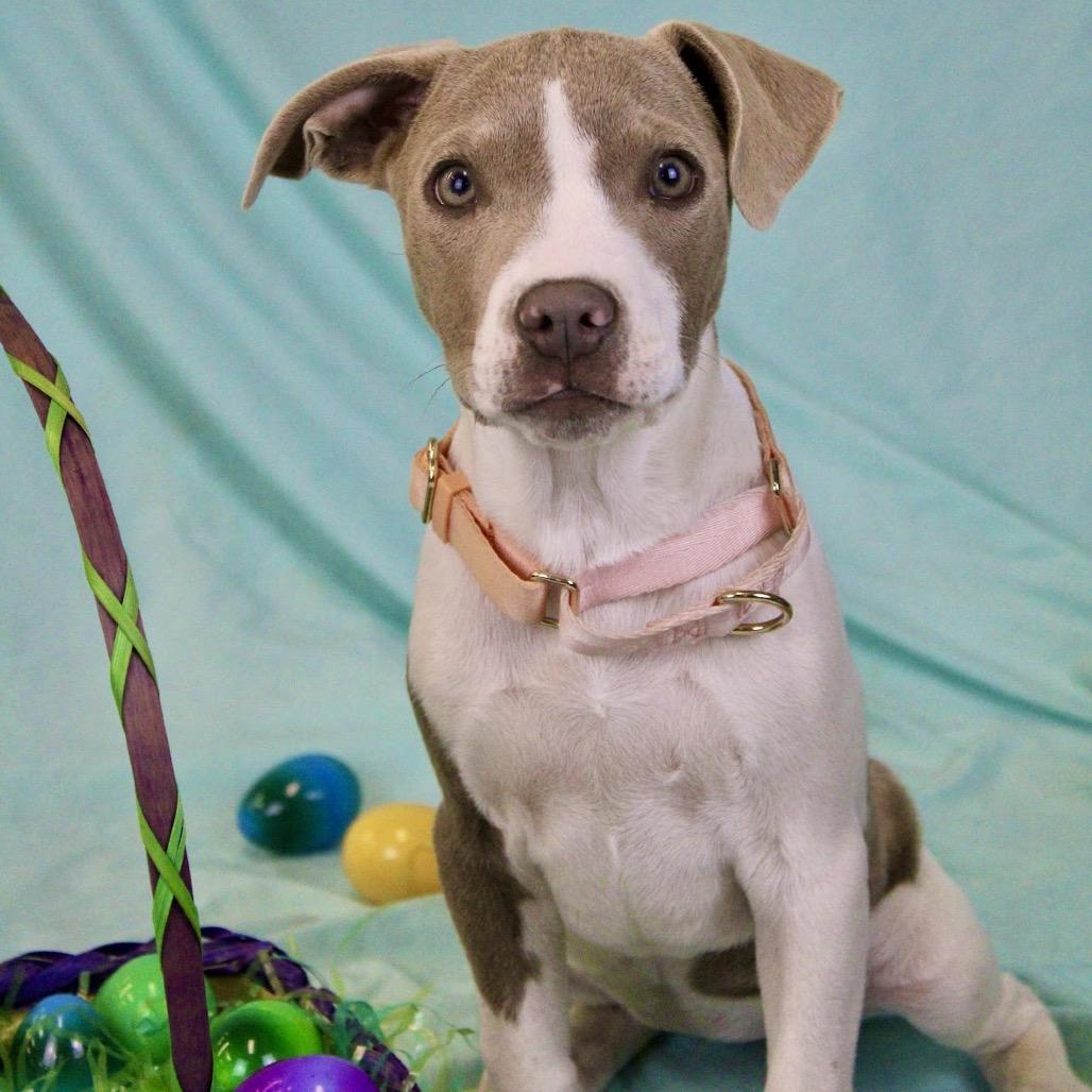 Enlarge Aspen, a Adoptable Pit Bull Terrier in Austell, GA image 6/6