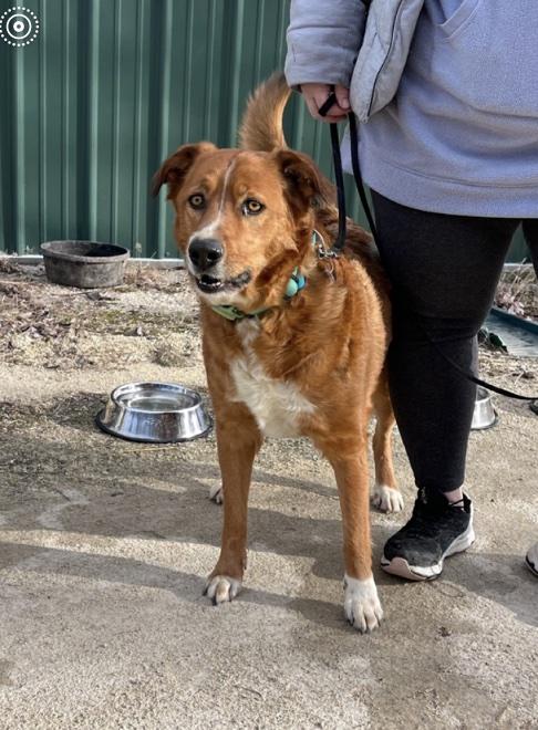Enlarge Rusty, an adopted mixed breed in Cedarburg, WI image 3/3