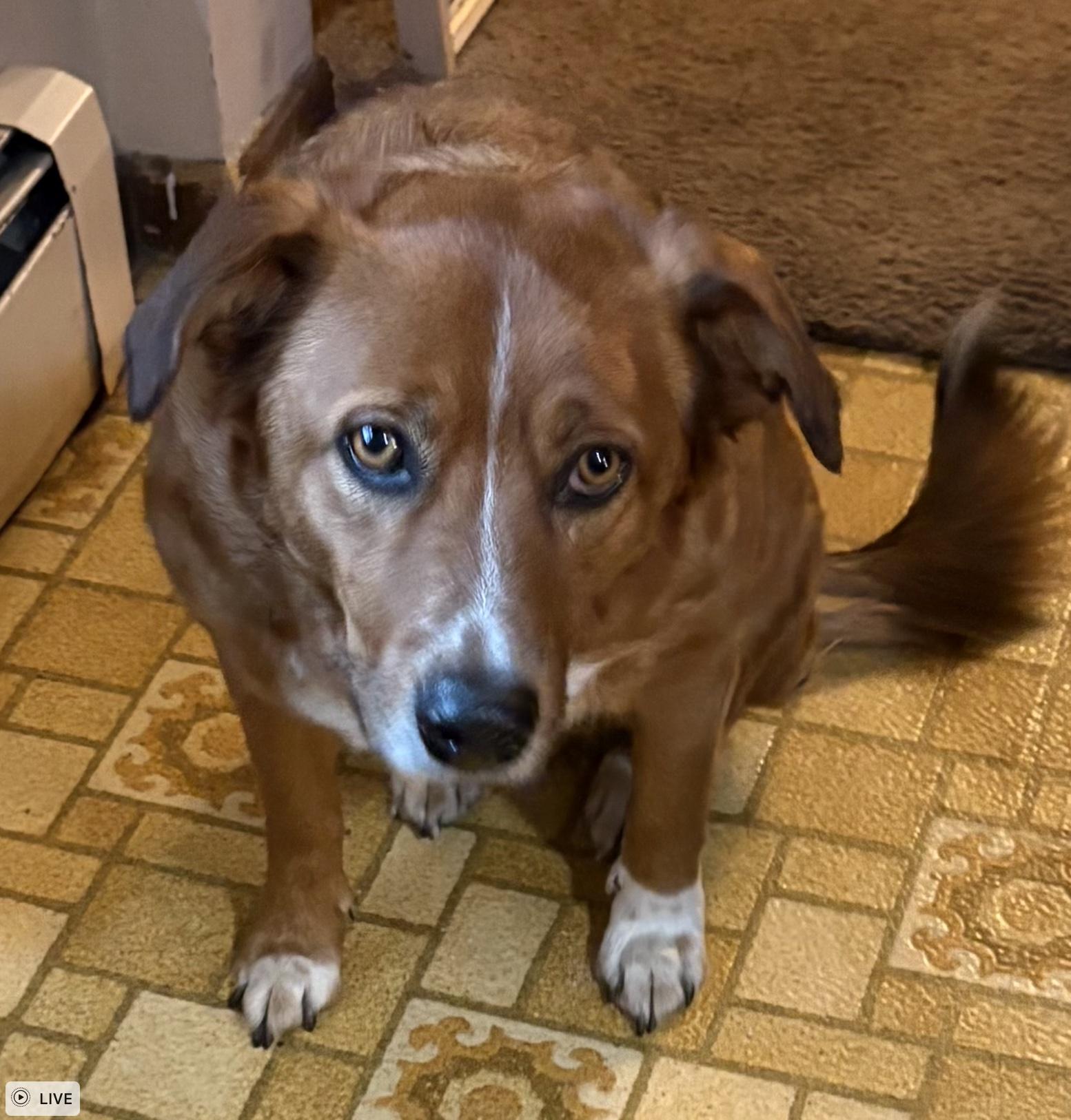 Rusty, adopted, Young Male Australian Shepherd & Mixed Breed.