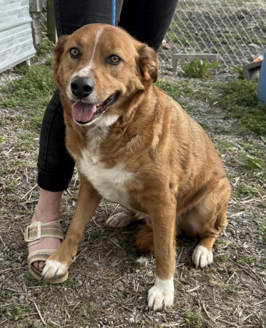 Enlarge Rusty, a ADOPTABLE mixed breed in Cedarburg, WI image 1/1