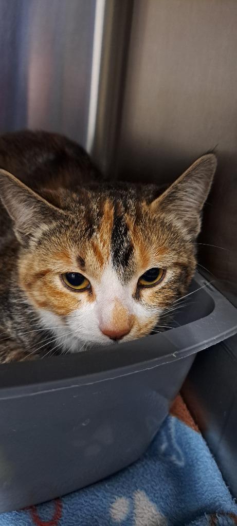 Gracie, Adopted, Young Female Domestic Short Hair.