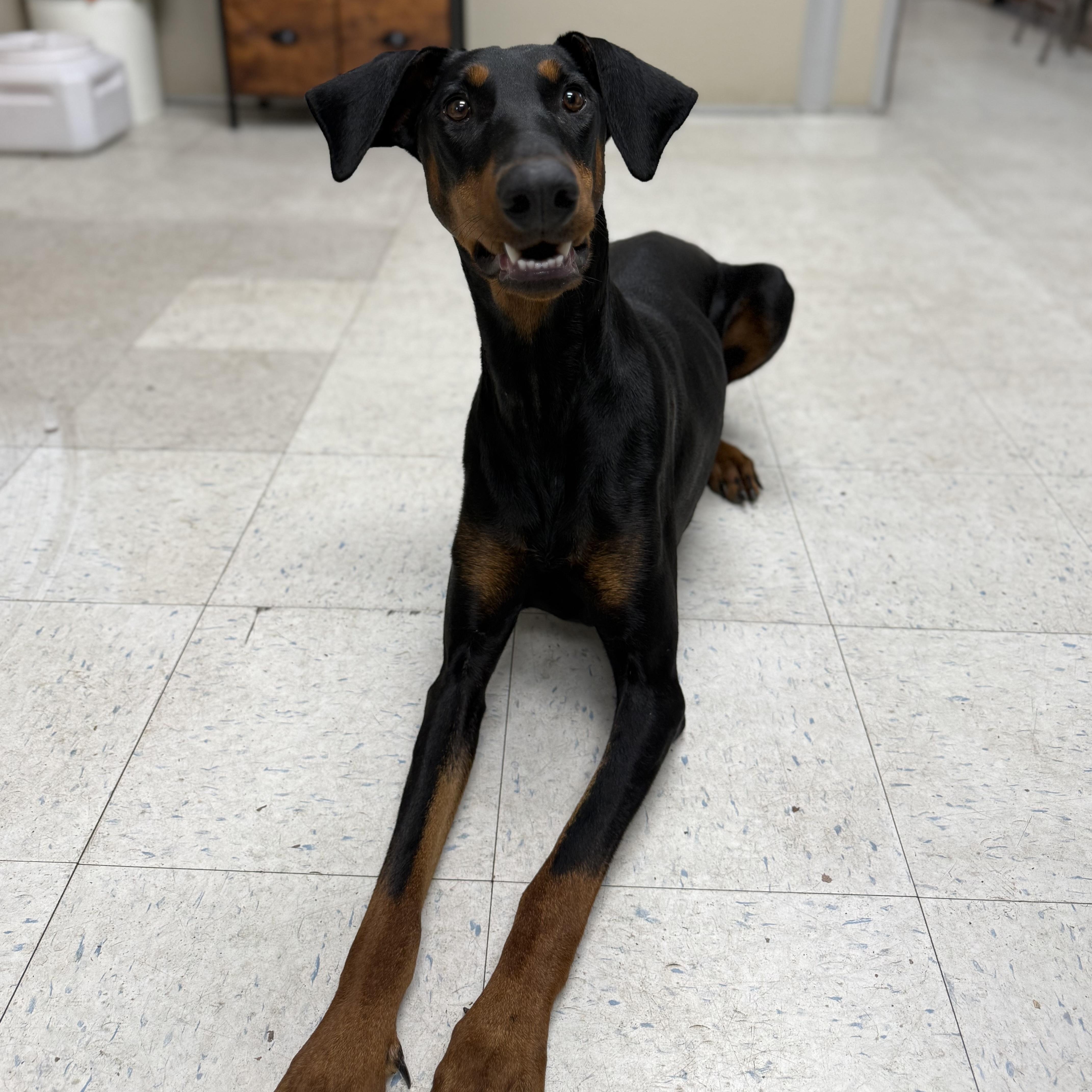 Enlarge Eloise, a ADOPTABLE Doberman Pinscher in Oakdale, CA image 1/1