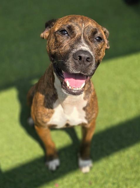 ASPEN, Adoptable, Young Male Mixed Breed.