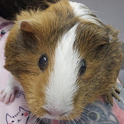 Julie ( black on ear, longer fur), Adoptable, Adult Female Guinea Pig & Guinea Pig.