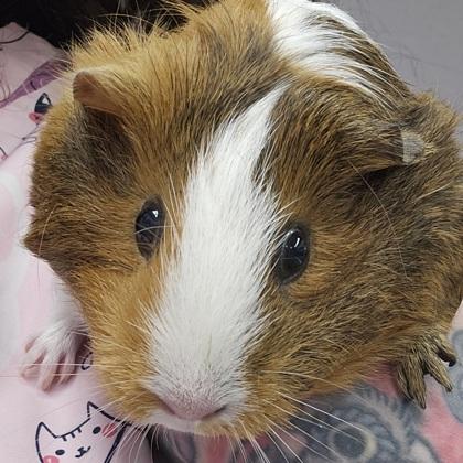 Julie ( black on ear, longer fur), a Adoptable mixed breed in Scotia, NY image 2/3