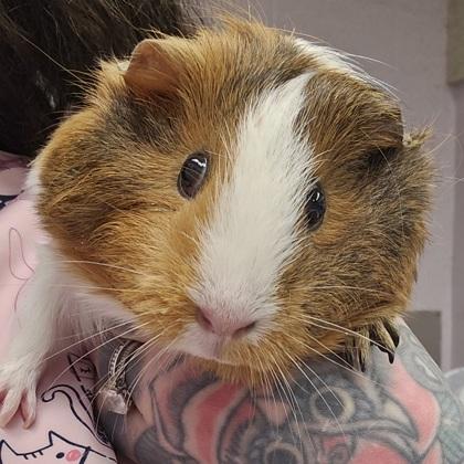 Julie ( black on ear, longer fur), a Adoptable mixed breed in Scotia, NY image 3/3