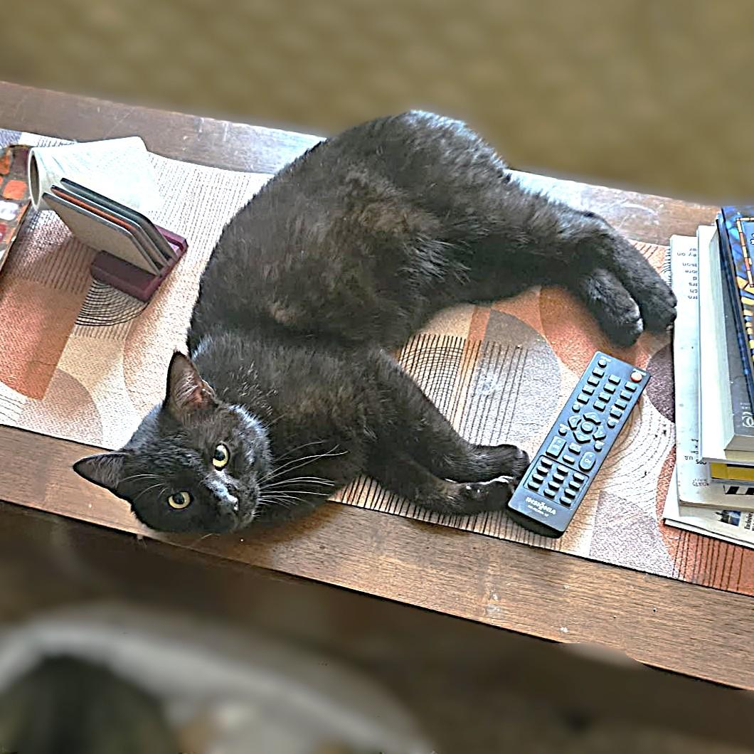 Enlarge Eddie, a Adoptable American Shorthair in Allen, TX image 4/5