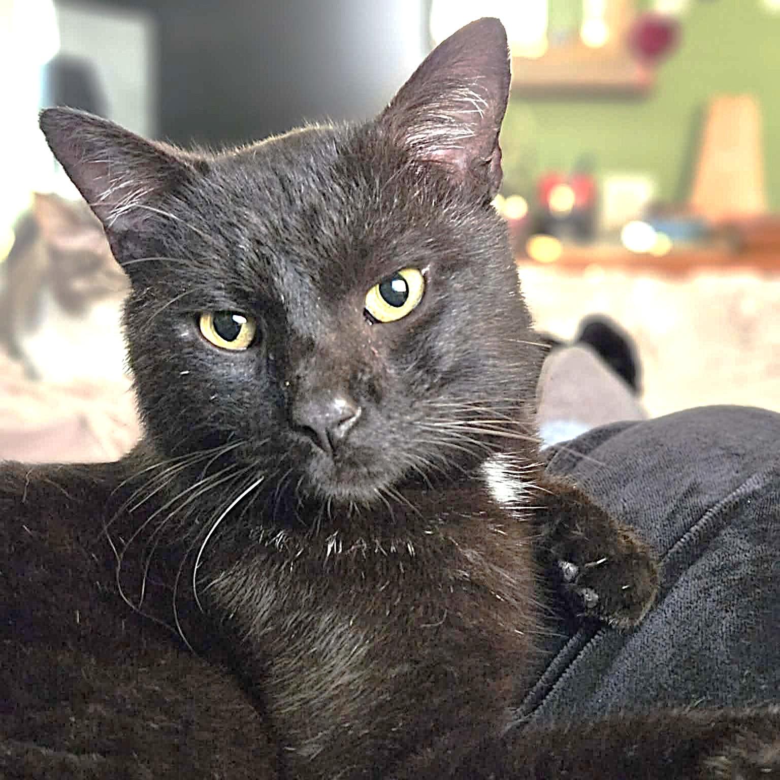 Enlarge Eddie, a Adoptable American Shorthair in Allen, TX image 5/5