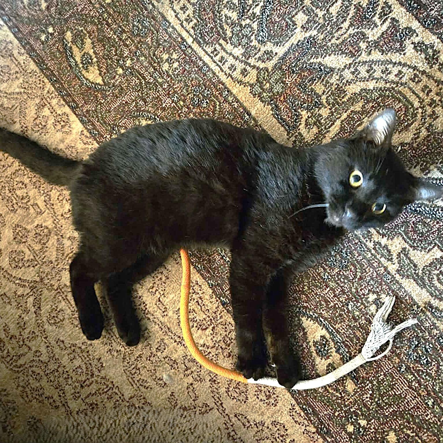 Enlarge Eddie, a Adoptable American Shorthair in Allen, TX image 3/5