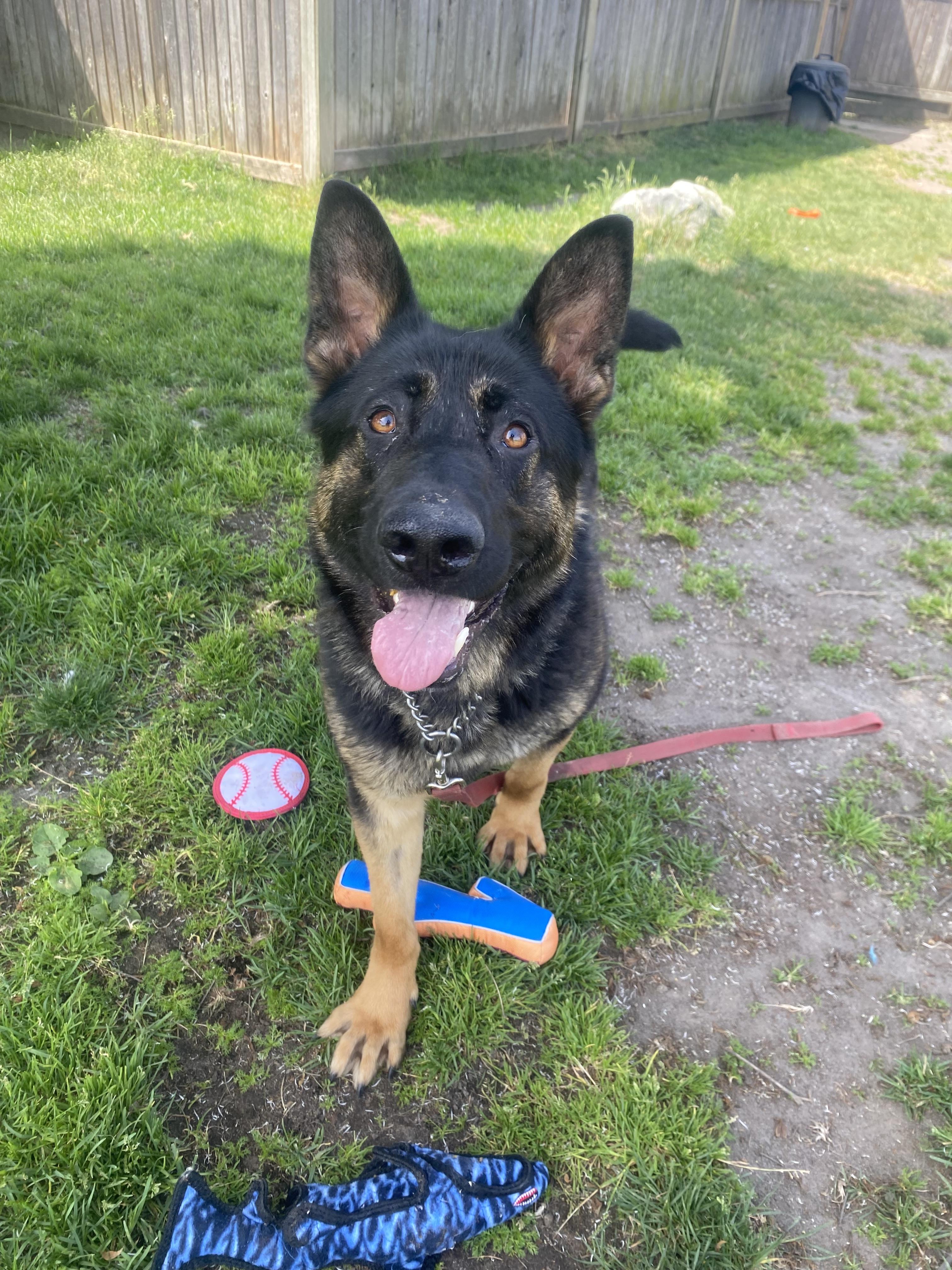 Enlarge Rhett - ADOPTABLE, a ADOPTABLE German Shepherd Dog in Chilliwack, BC image 3/5