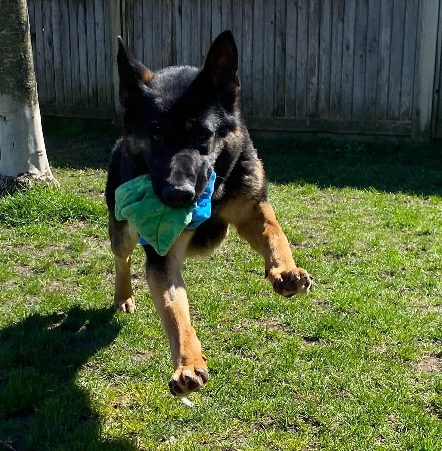 Enlarge Rhett - ADOPTABLE, a ADOPTABLE German Shepherd Dog in Chilliwack, BC image 4/5