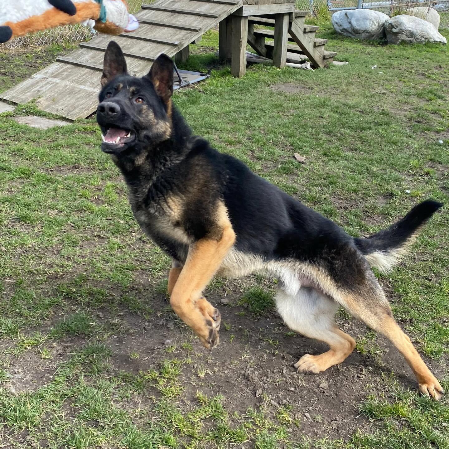 Enlarge Rhett - ADOPTABLE, a ADOPTABLE German Shepherd Dog in Chilliwack, BC image 5/5