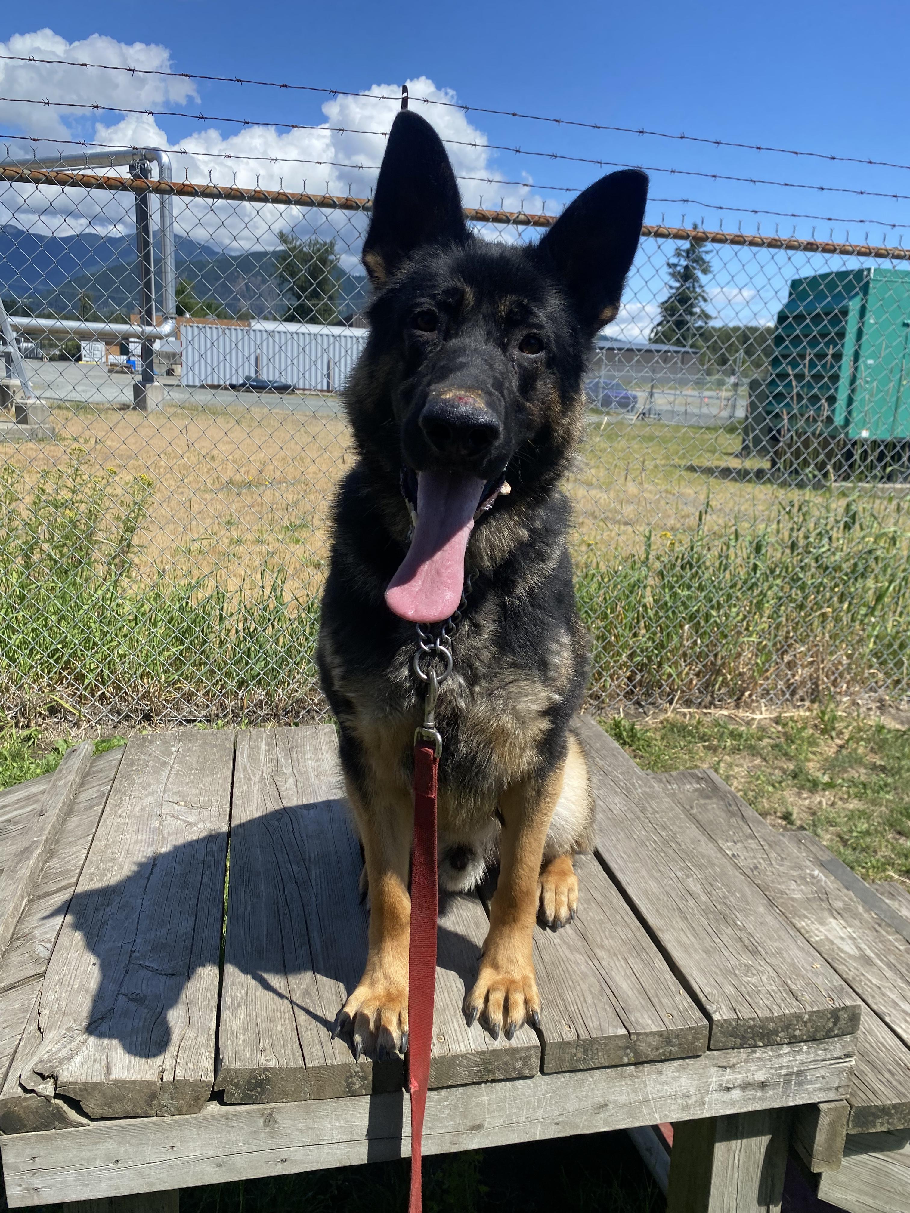 Rhett - ADOPTABLE, ADOPTABLE, Young Male German Shepherd Dog.