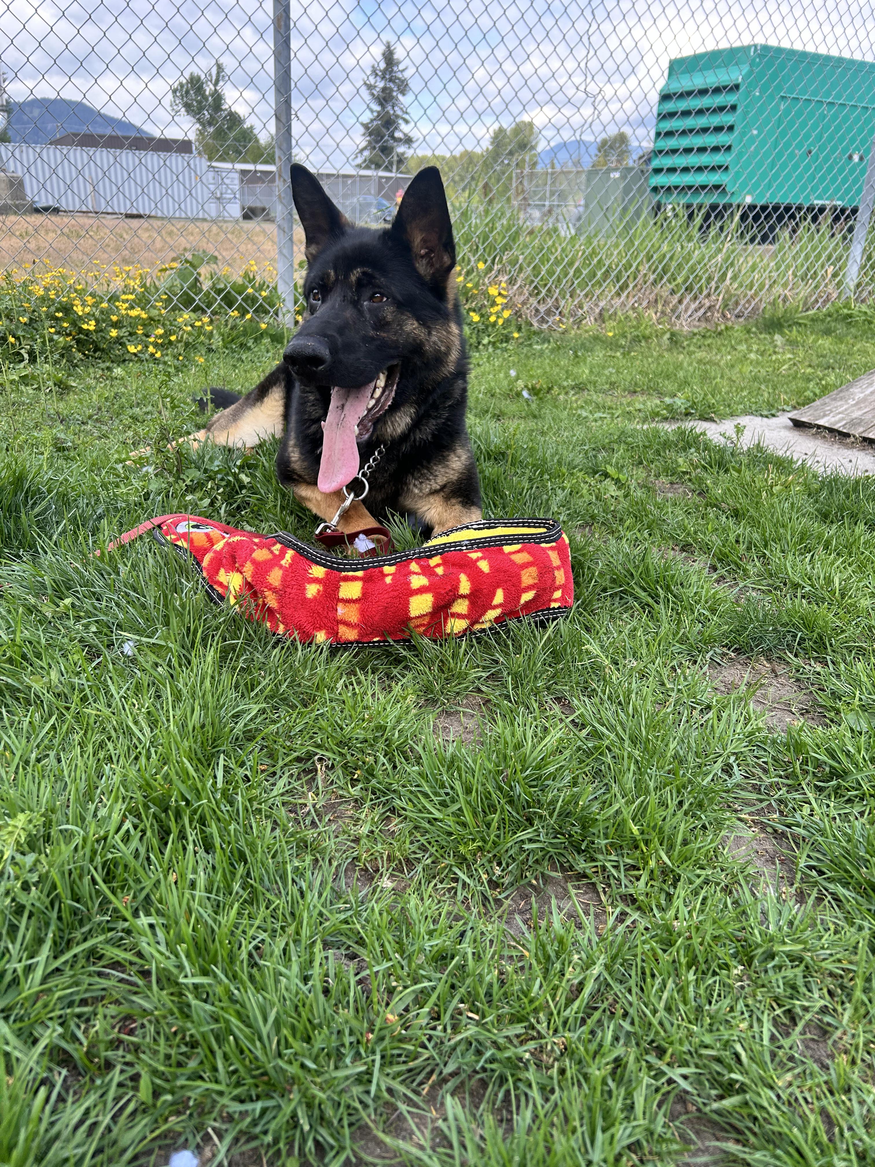 Enlarge Rhett - ADOPTABLE, a ADOPTABLE German Shepherd Dog in Chilliwack, BC image 2/5