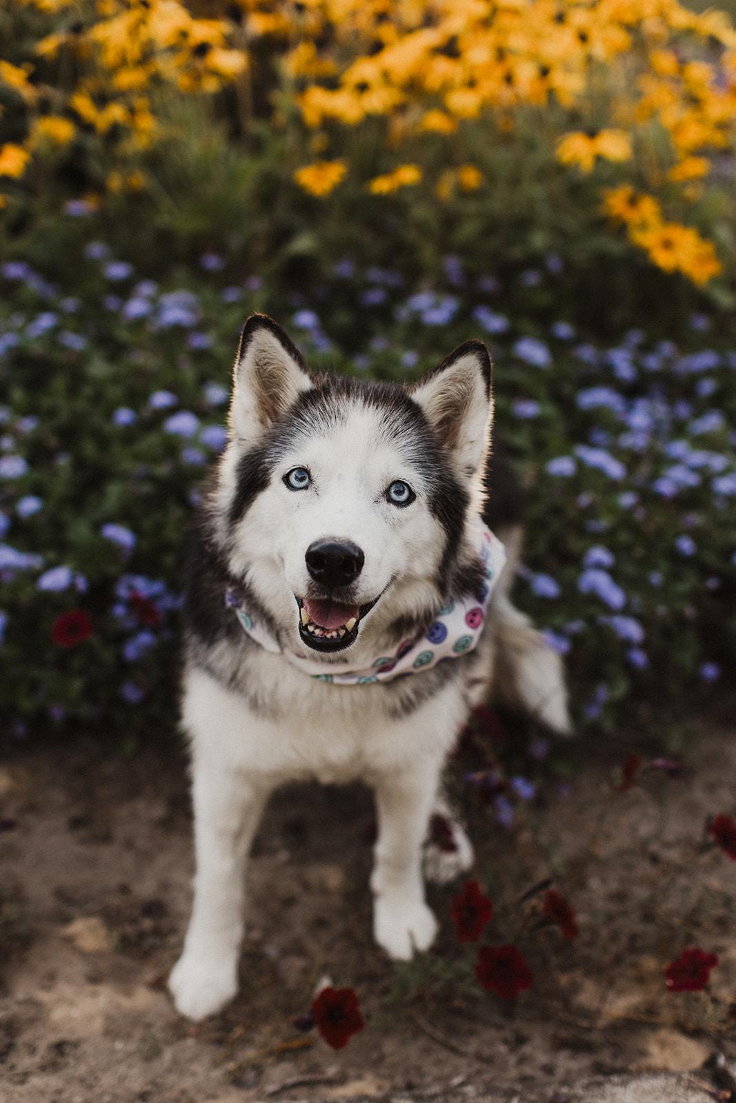Enlarge BERNADETTE, a Adopted Mixed Breed in North York, ON image 1/6