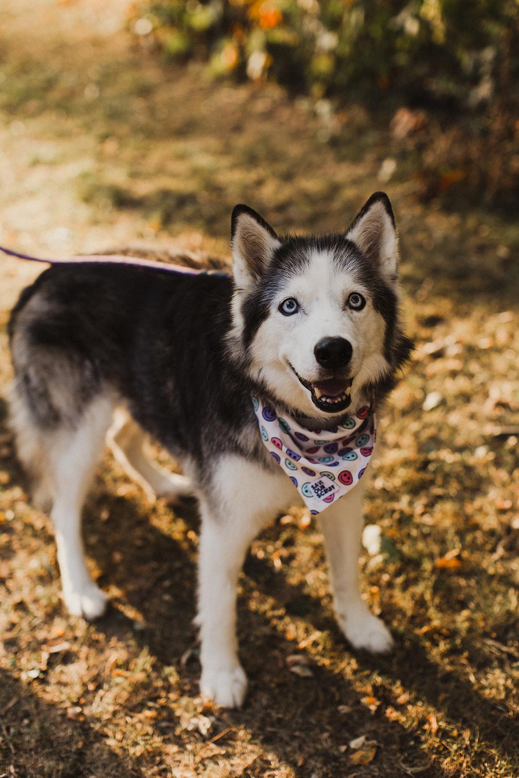 Enlarge BERNADETTE, a Adopted Mixed Breed in North York, ON image 2/6