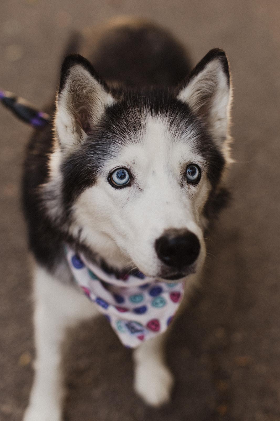 Enlarge BERNADETTE, a Adopted Mixed Breed in North York, ON image 6/6