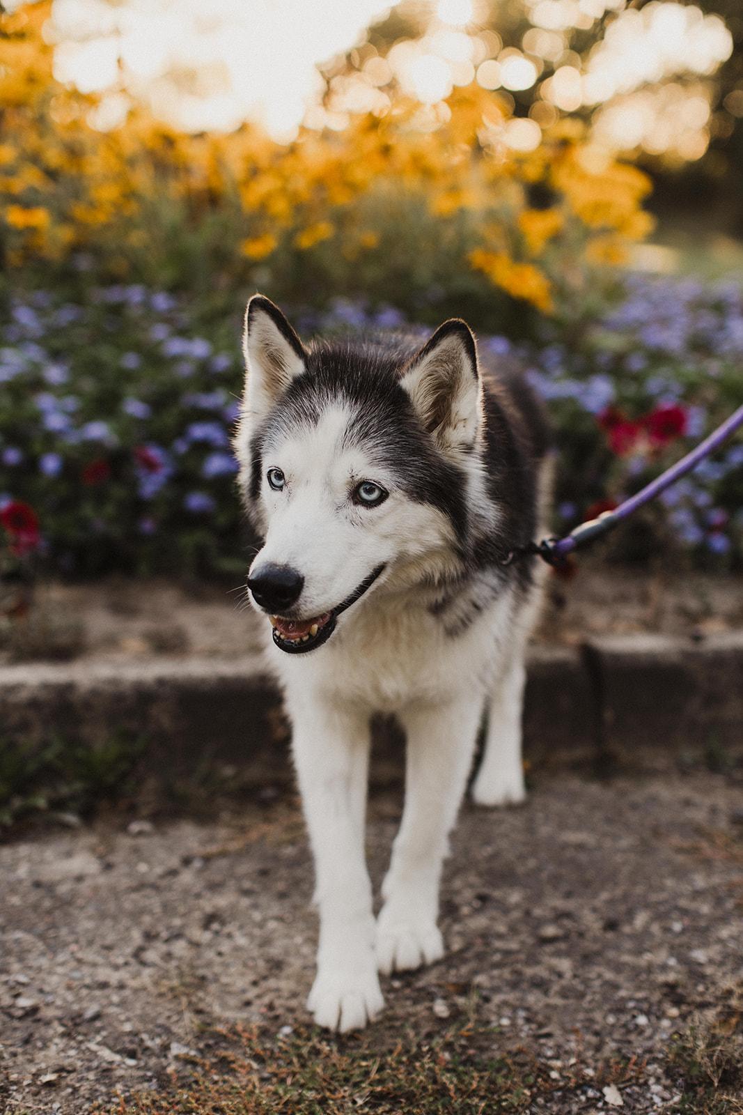 Enlarge BERNADETTE, a Adopted Mixed Breed in North York, ON image 5/6