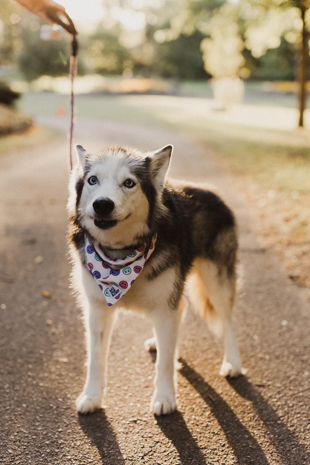 Enlarge BERNADETTE, a Adopted Mixed Breed in North York, ON image 3/6