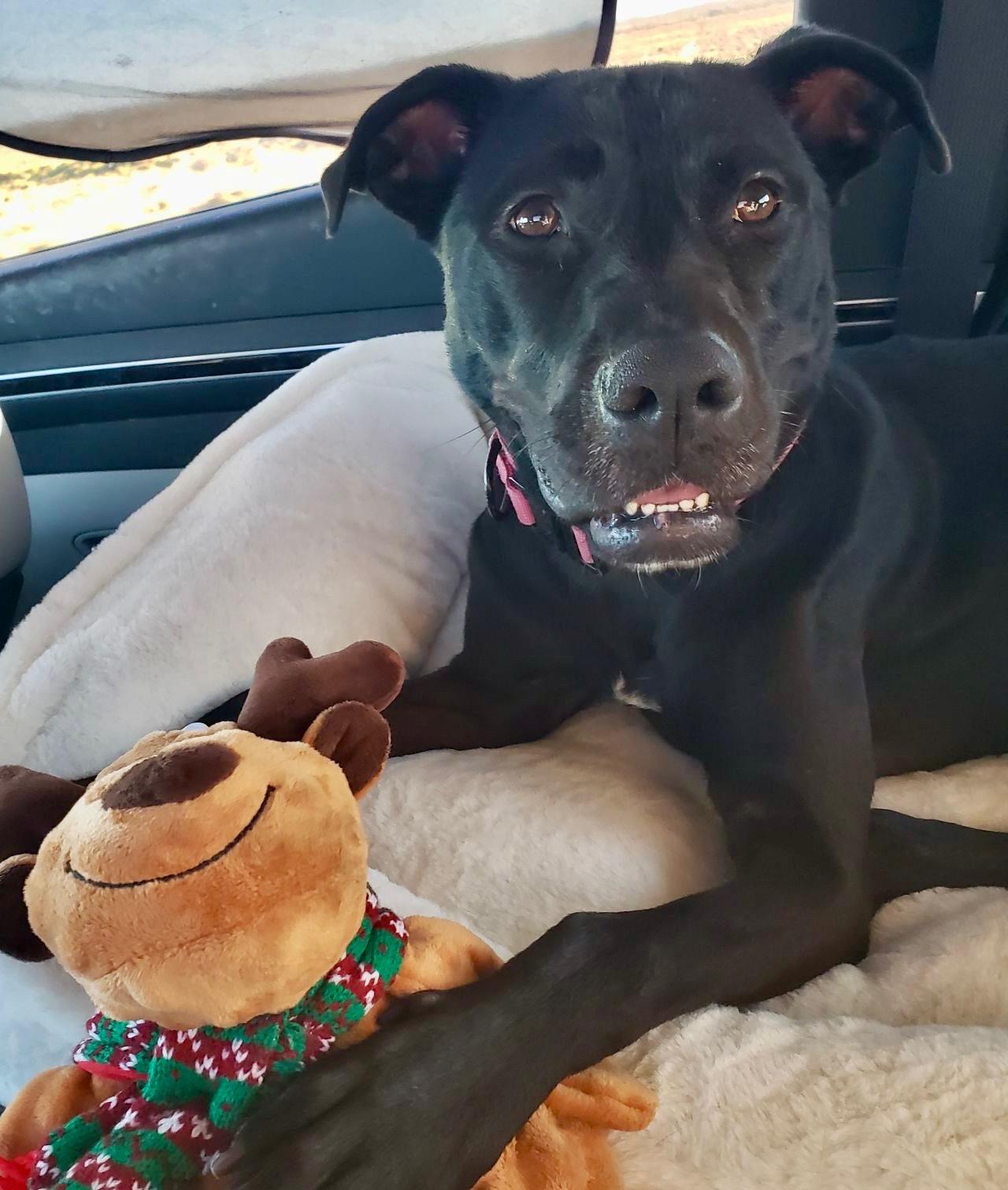 WILLA, a Adoptable mixed breed in Joshua Tree, CA image 1/2