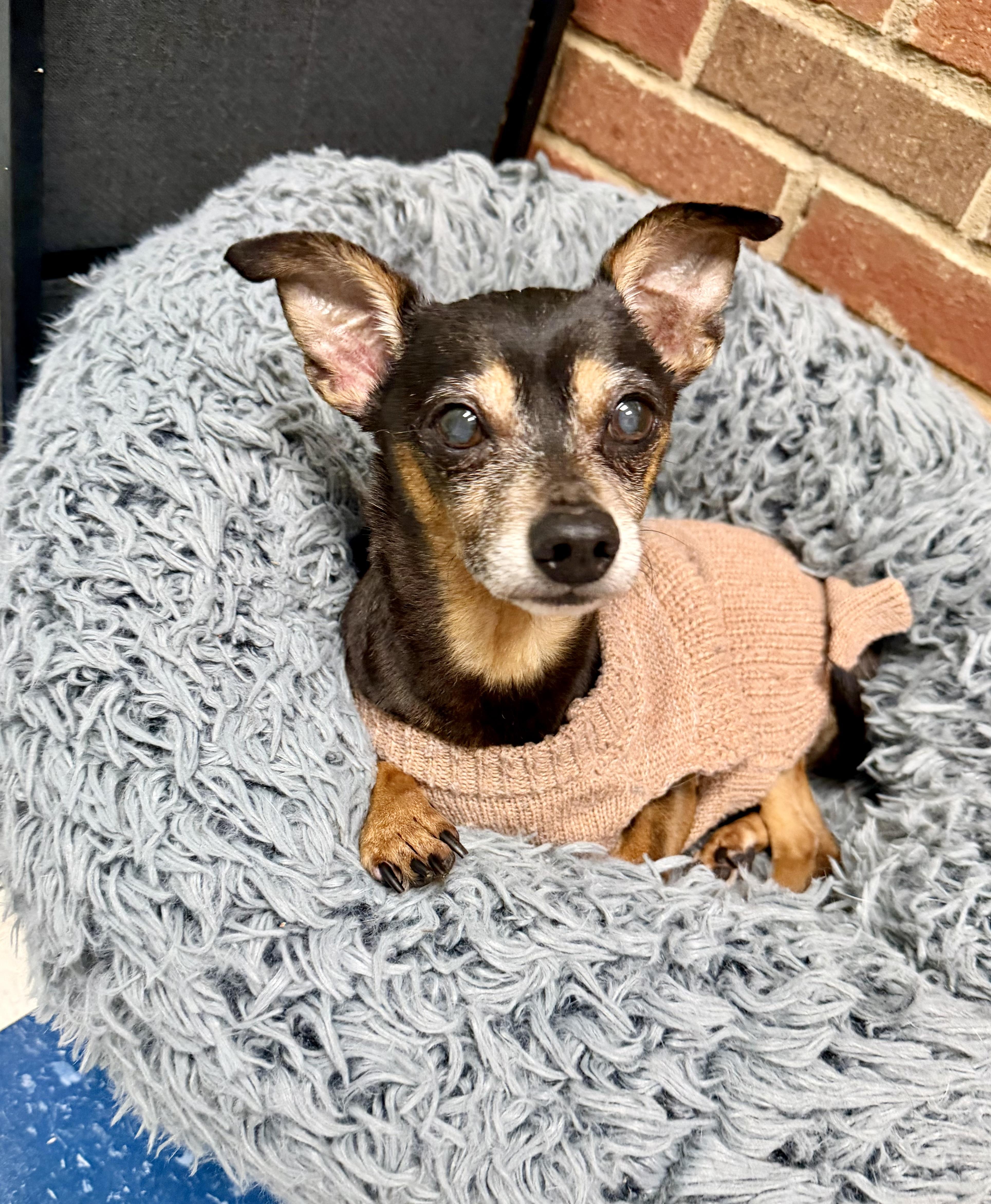 Enlarge Tango, a ADOPTABLE mixed breed in Auburn, AL image 3/3