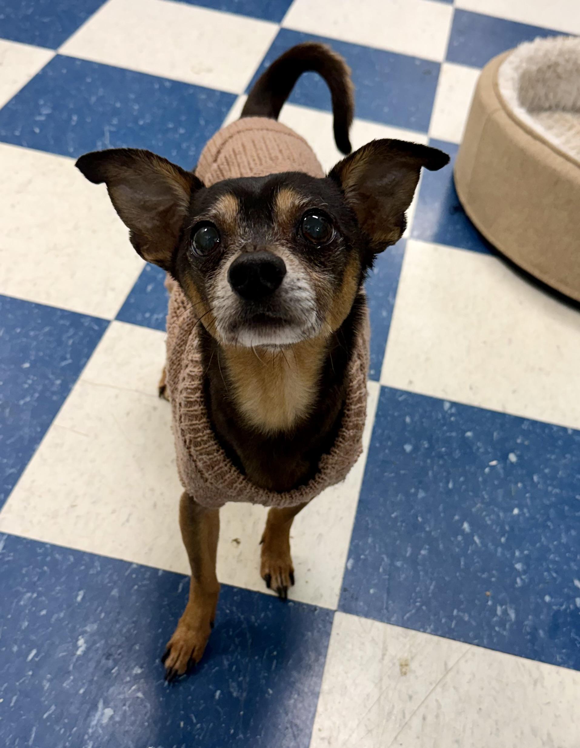 Enlarge Tango, a ADOPTABLE mixed breed in Auburn, AL image 1/3