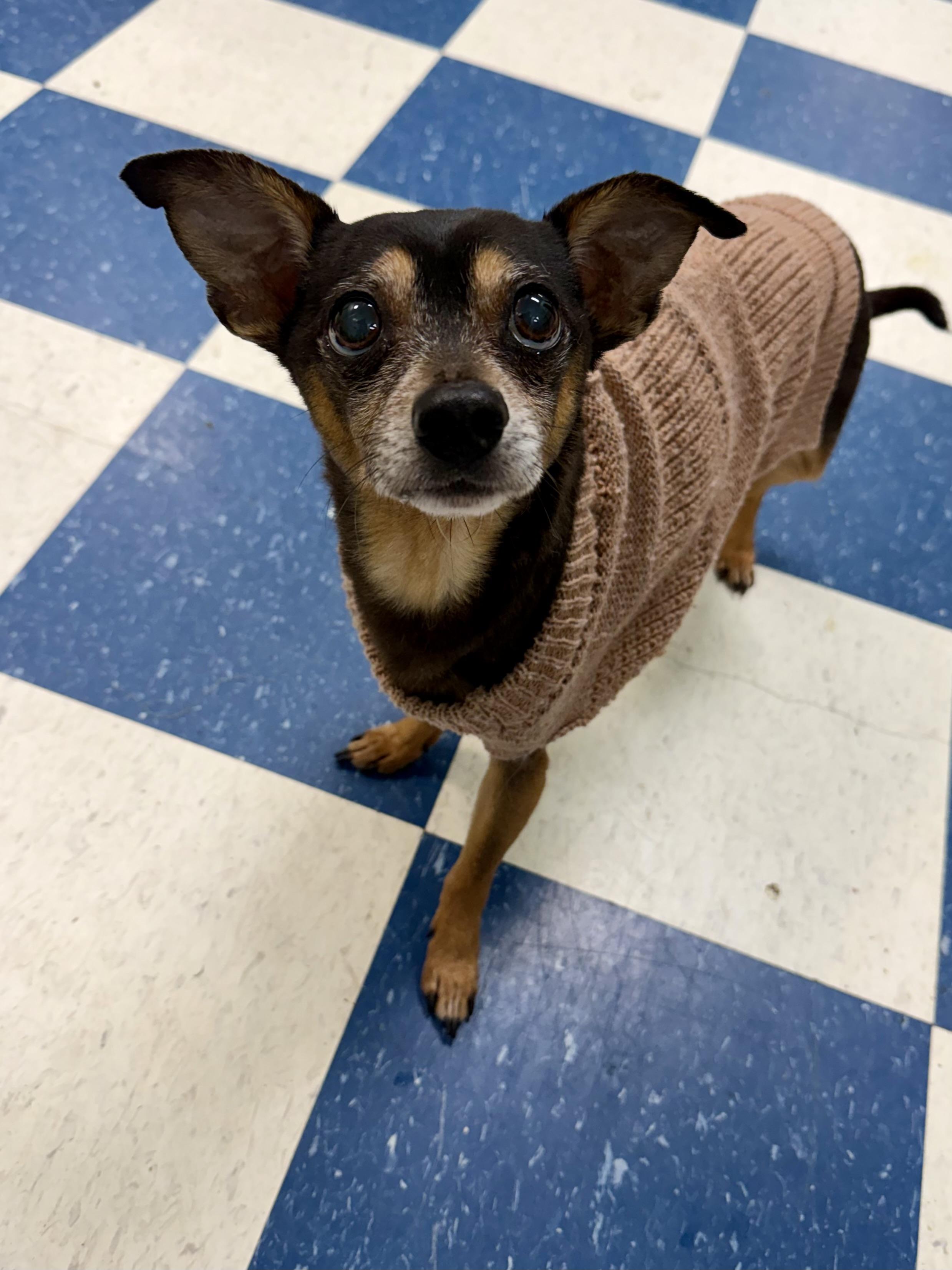 Enlarge Tango, a ADOPTABLE mixed breed in Auburn, AL image 2/3