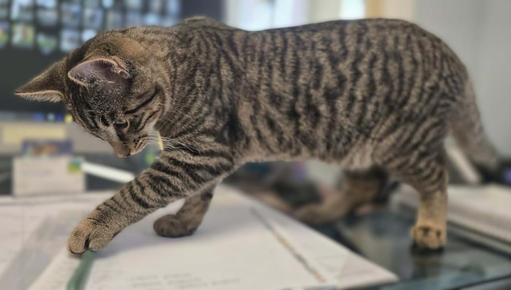 Tiger, Adoptable, Kitten Male Domestic Short Hair.