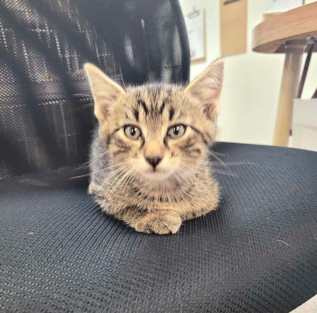 Enlarge Tiger, a Adoptable mixed breed in Sunrise Beach, MO image 2/3