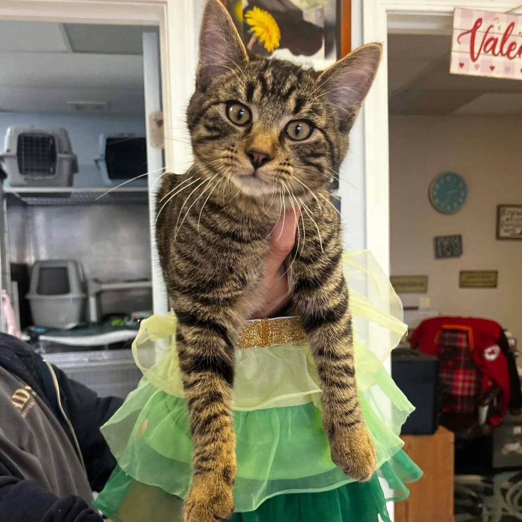 Enlarge Tiger, a Adoptable mixed breed in Sunrise Beach, MO image 3/3