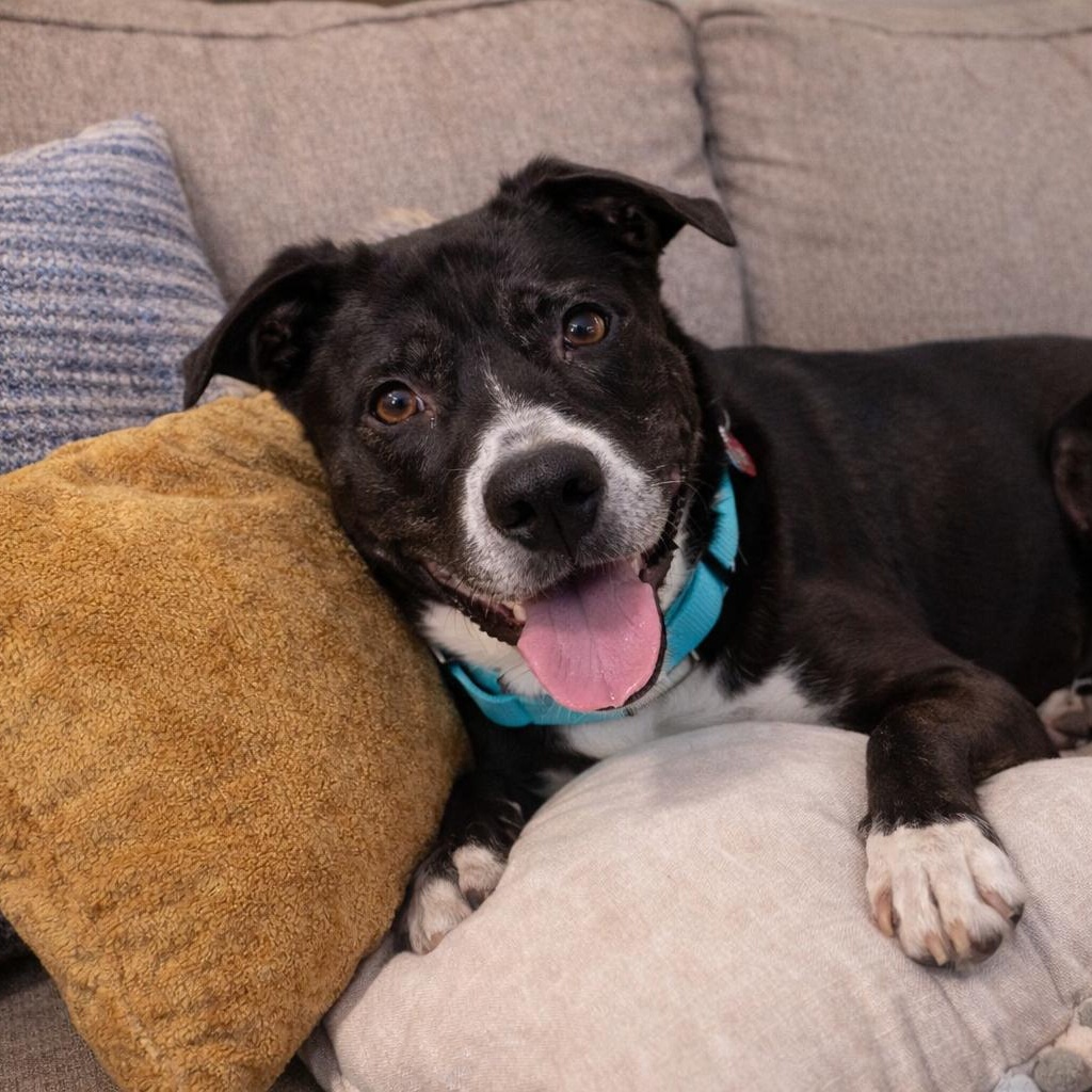 Miracle - Smart, Confident and Loves Car Rides! Please read her story!