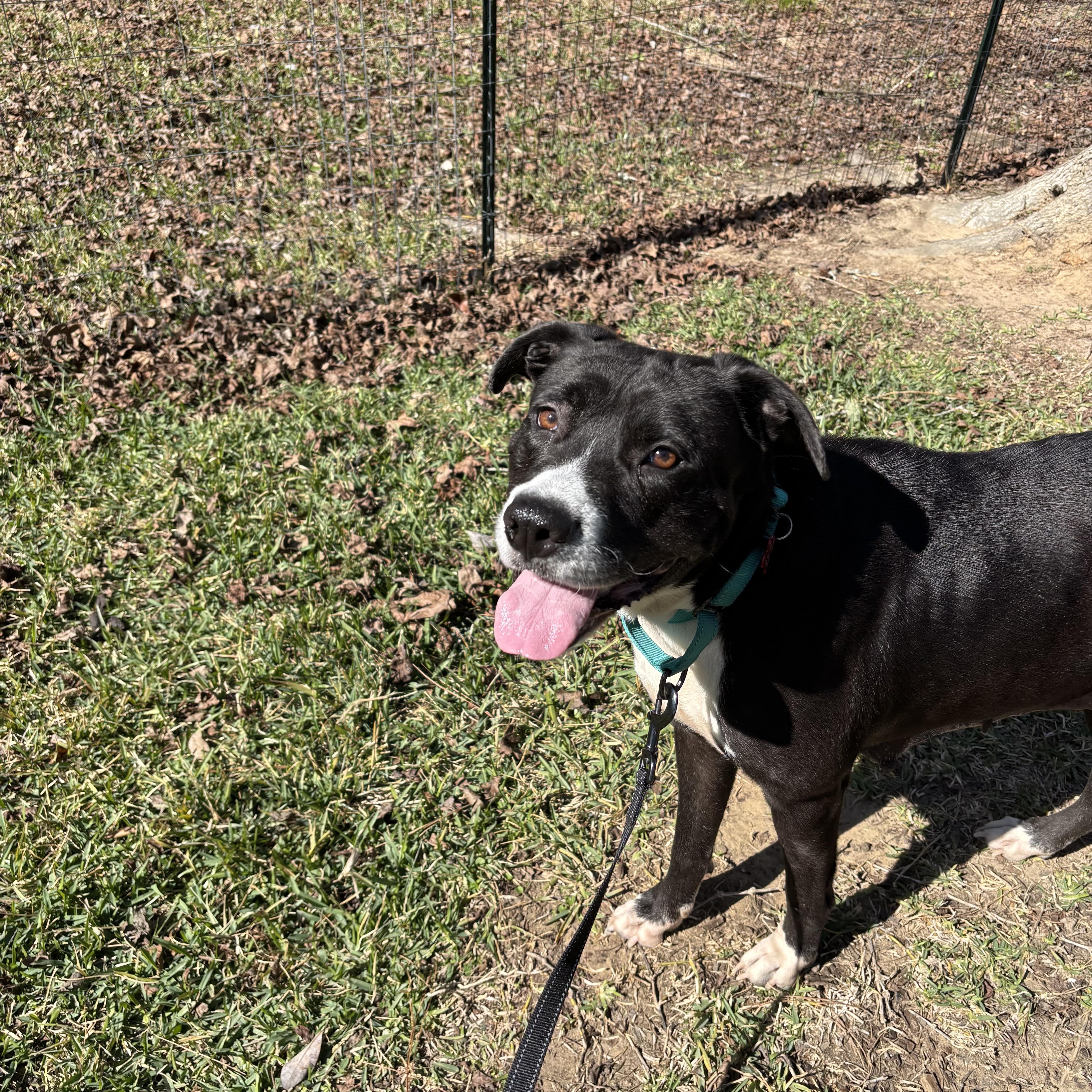 Miracle - Smart, Confident and Loves Car Rides! Please read her story! — thumbnail 2