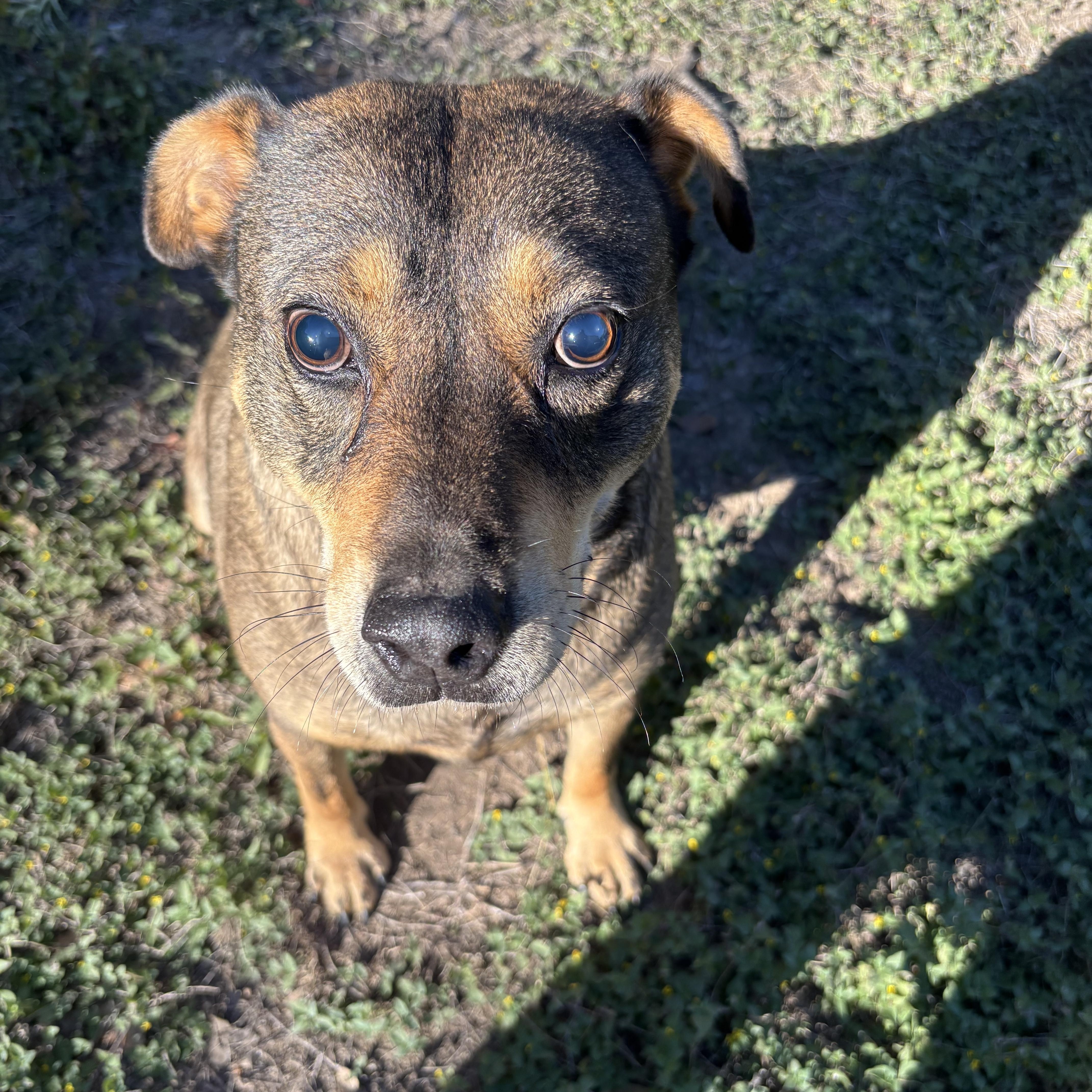 Ace, a ADOPTABLE Mixed Breed in Blanco, TX image 2/5