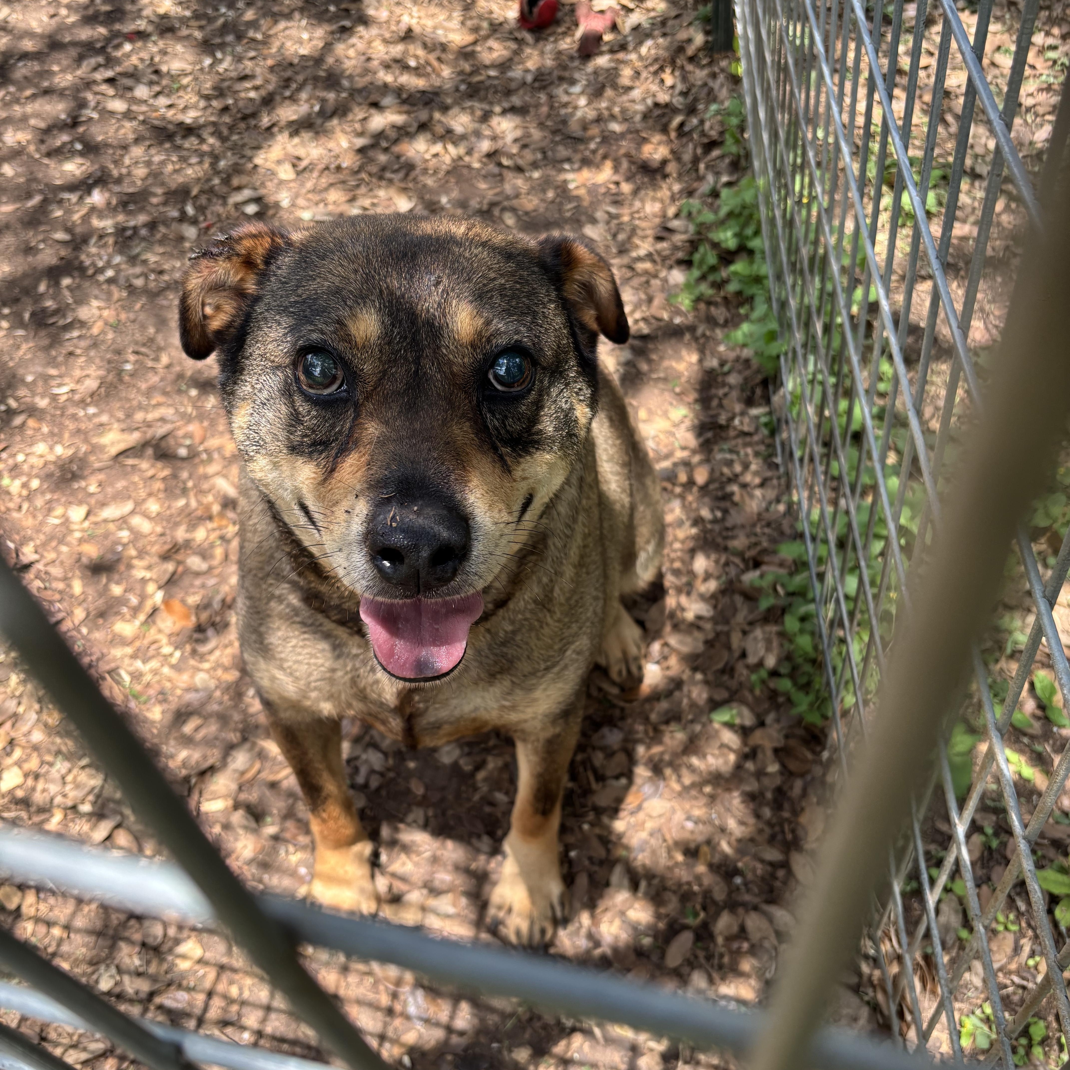 Ace, a ADOPTABLE Mixed Breed in Blanco, TX image 3/5