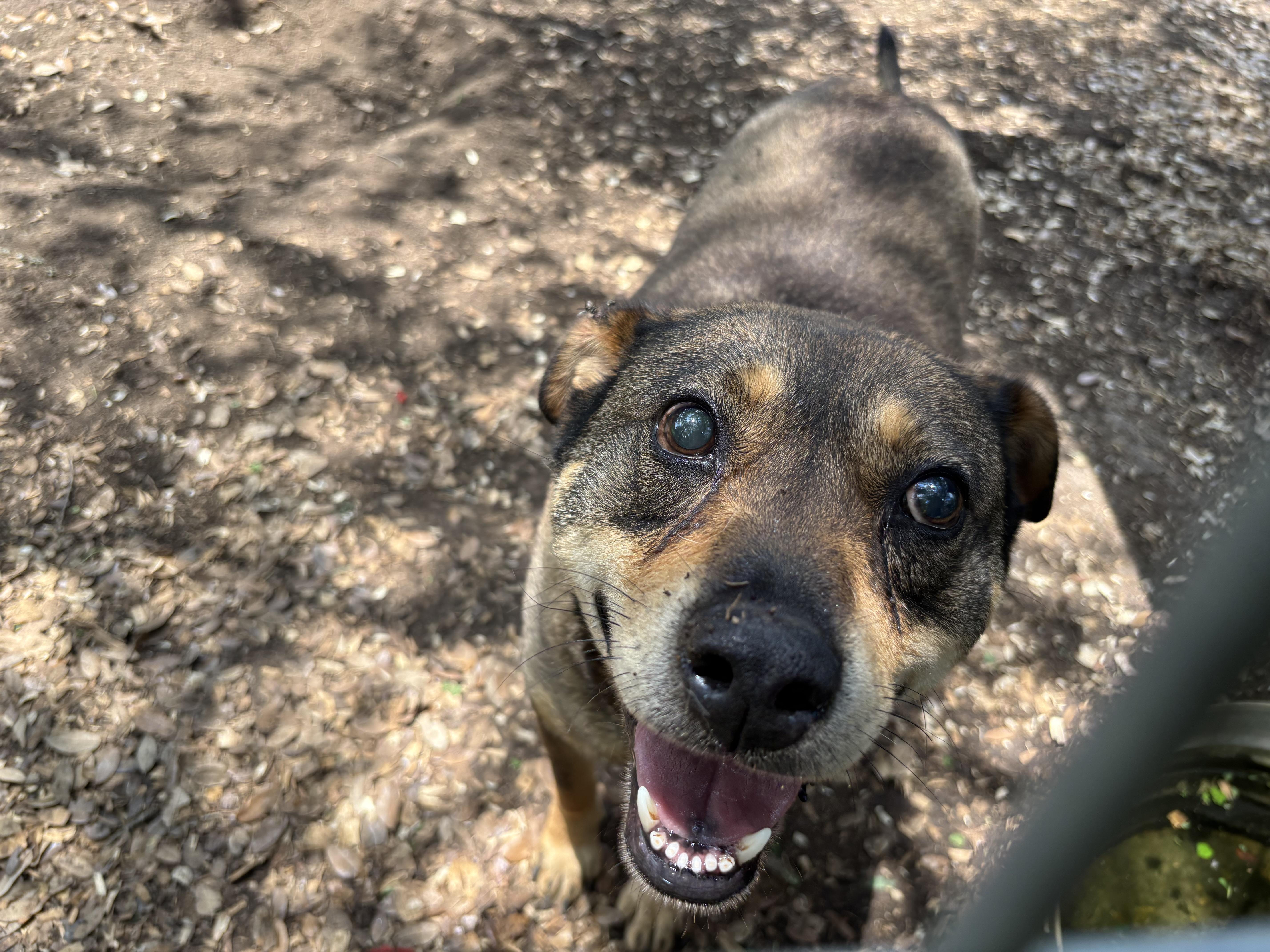 Ace, a ADOPTABLE Mixed Breed in Blanco, TX image 4/5