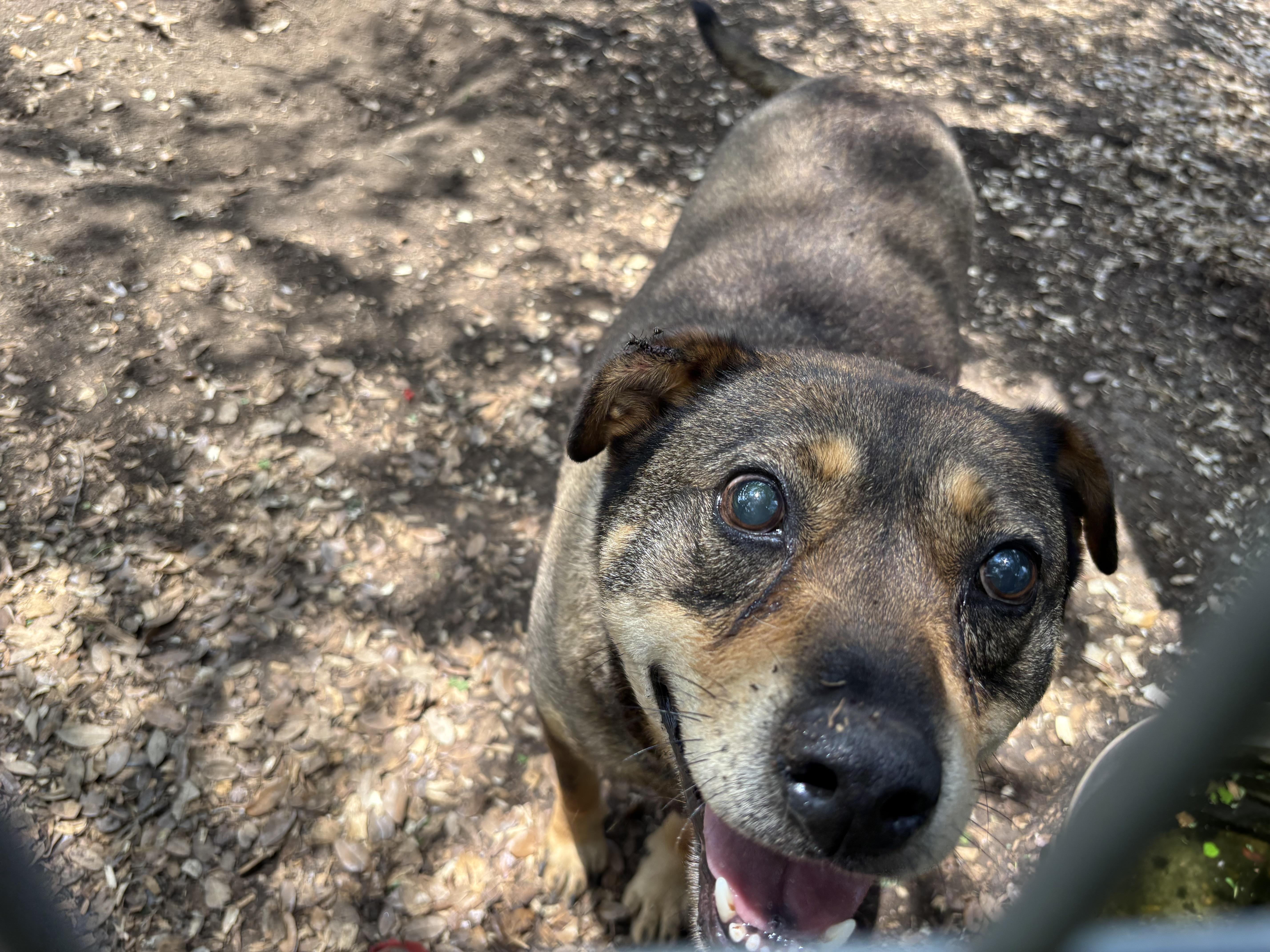 Ace, a ADOPTABLE Mixed Breed in Blanco, TX image 5/5