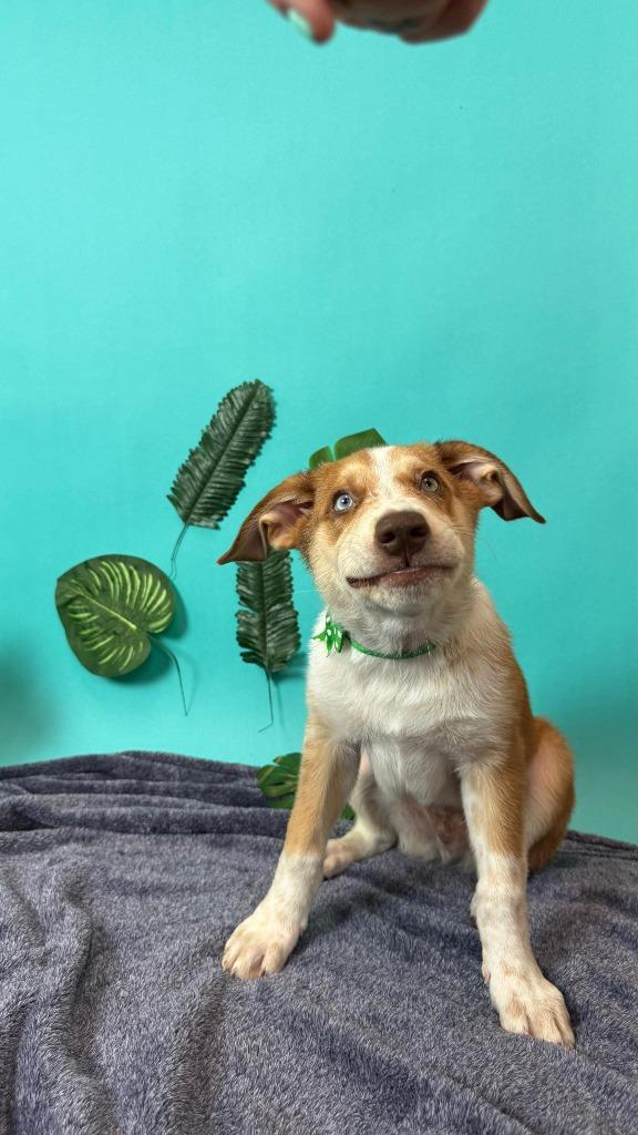 Bamboo, Adoptable, Puppy Male Australian Shepherd & Cattle Dog.