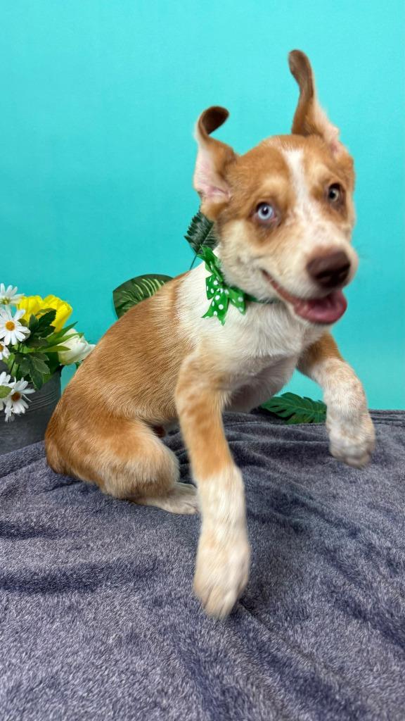 Bamboo, a Adoptable mixed breed in Phoenix, AZ image 2/5