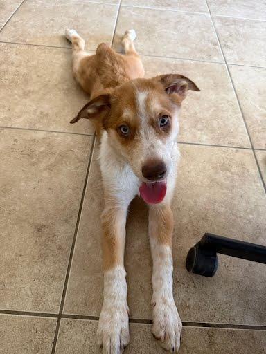 Bamboo, a Adoptable mixed breed in Phoenix, AZ image 3/5