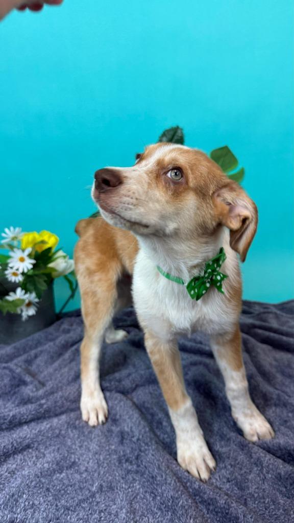 Bamboo, a Adoptable mixed breed in Phoenix, AZ image 4/5