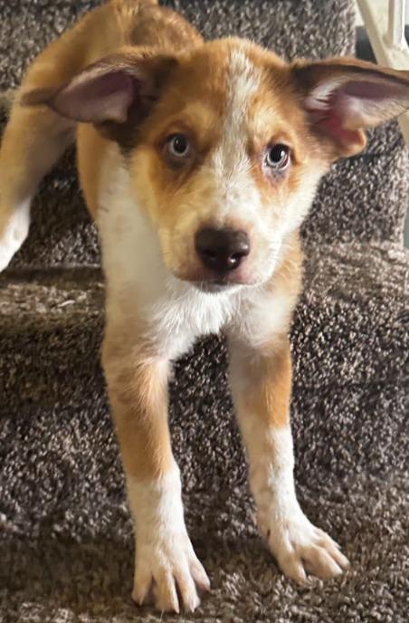 Bamboo, a Adoptable mixed breed in Phoenix, AZ image 5/5