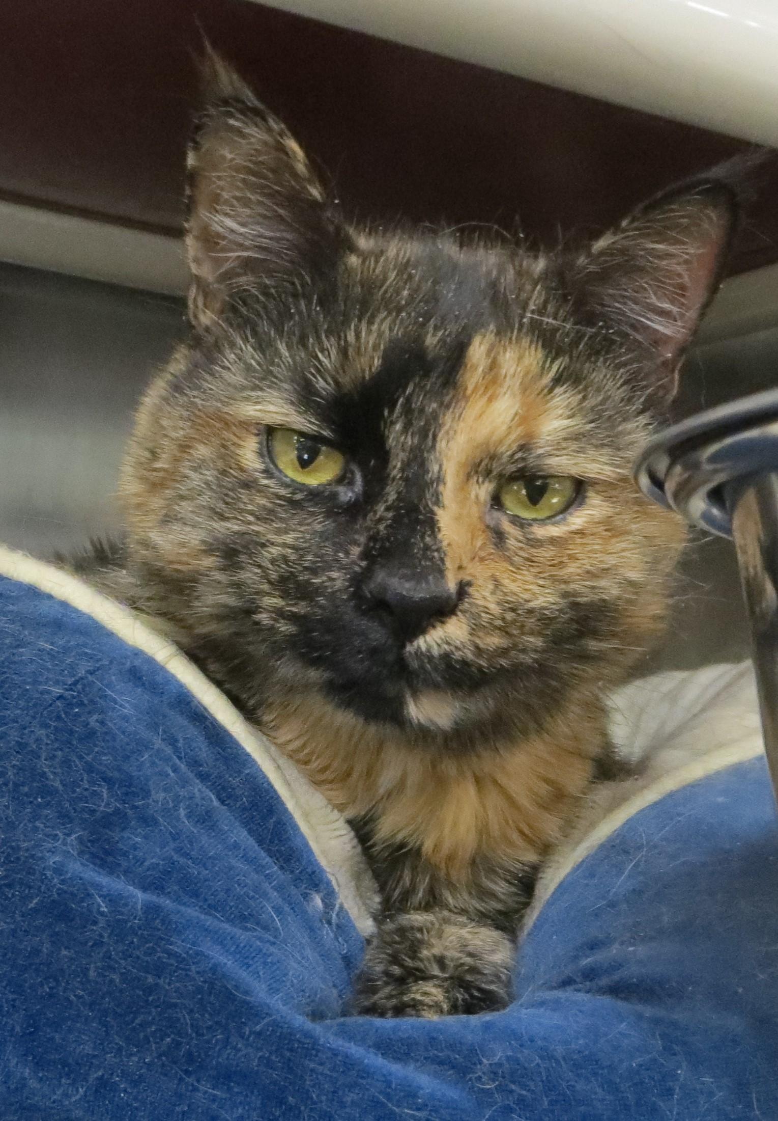 MILLY, Adoptable, Adult Female Tortoiseshell.