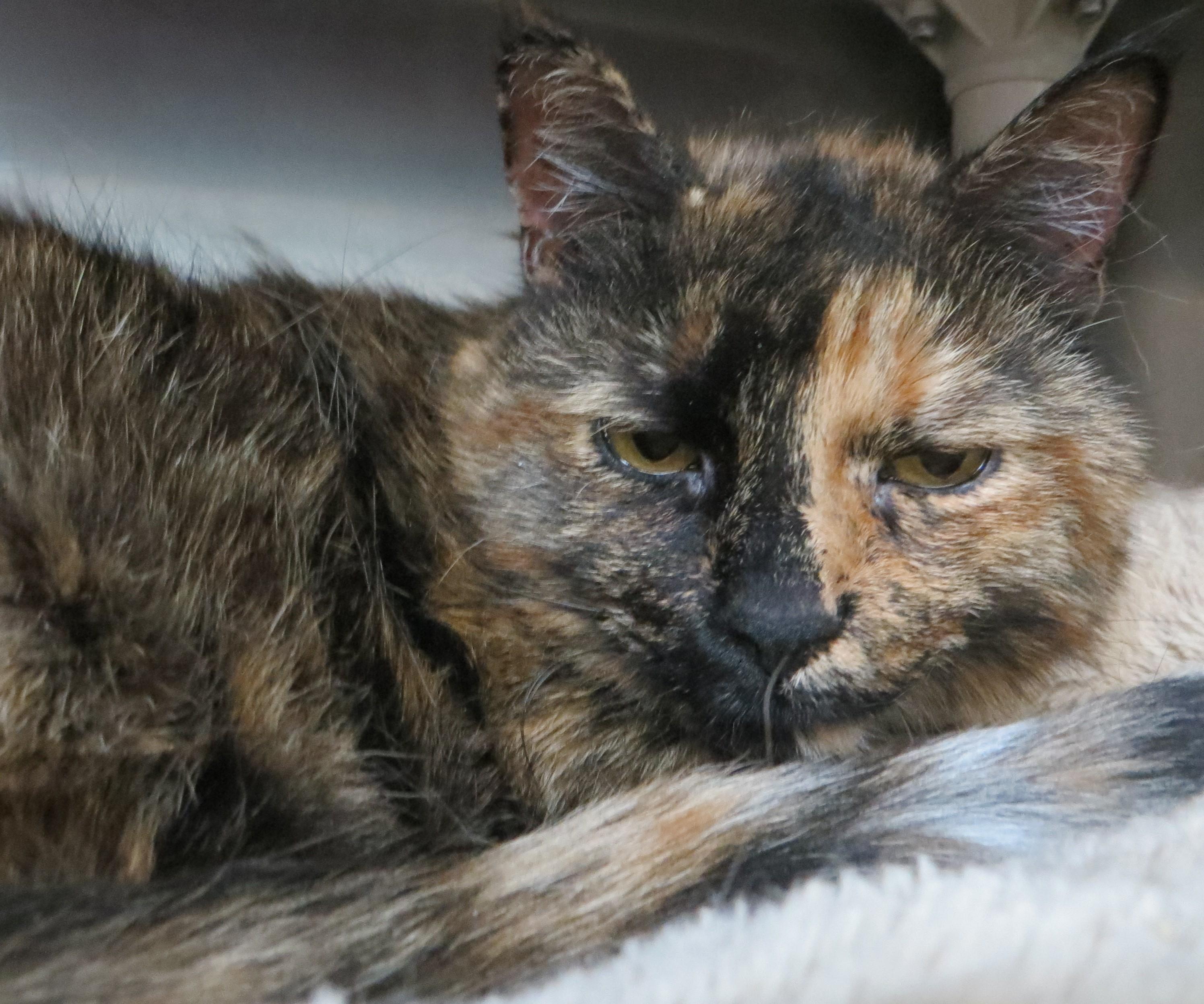 MILLY, Adoptable, Adult Female Tortoiseshell.