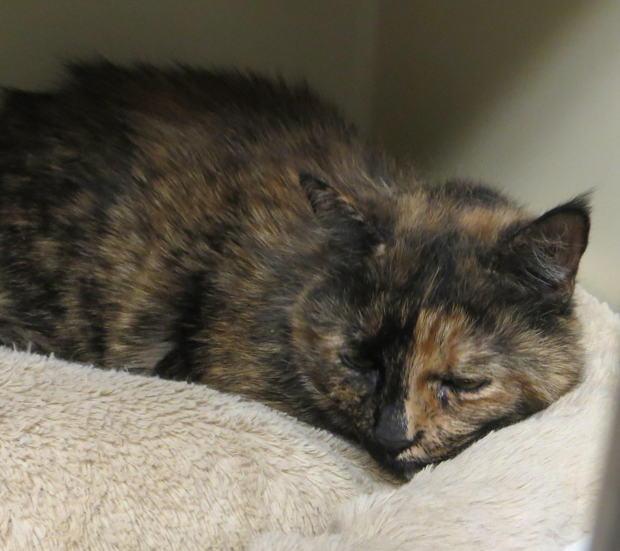 MILLY, a Adoptable Tortoiseshell in Taunton, MA image 2/6