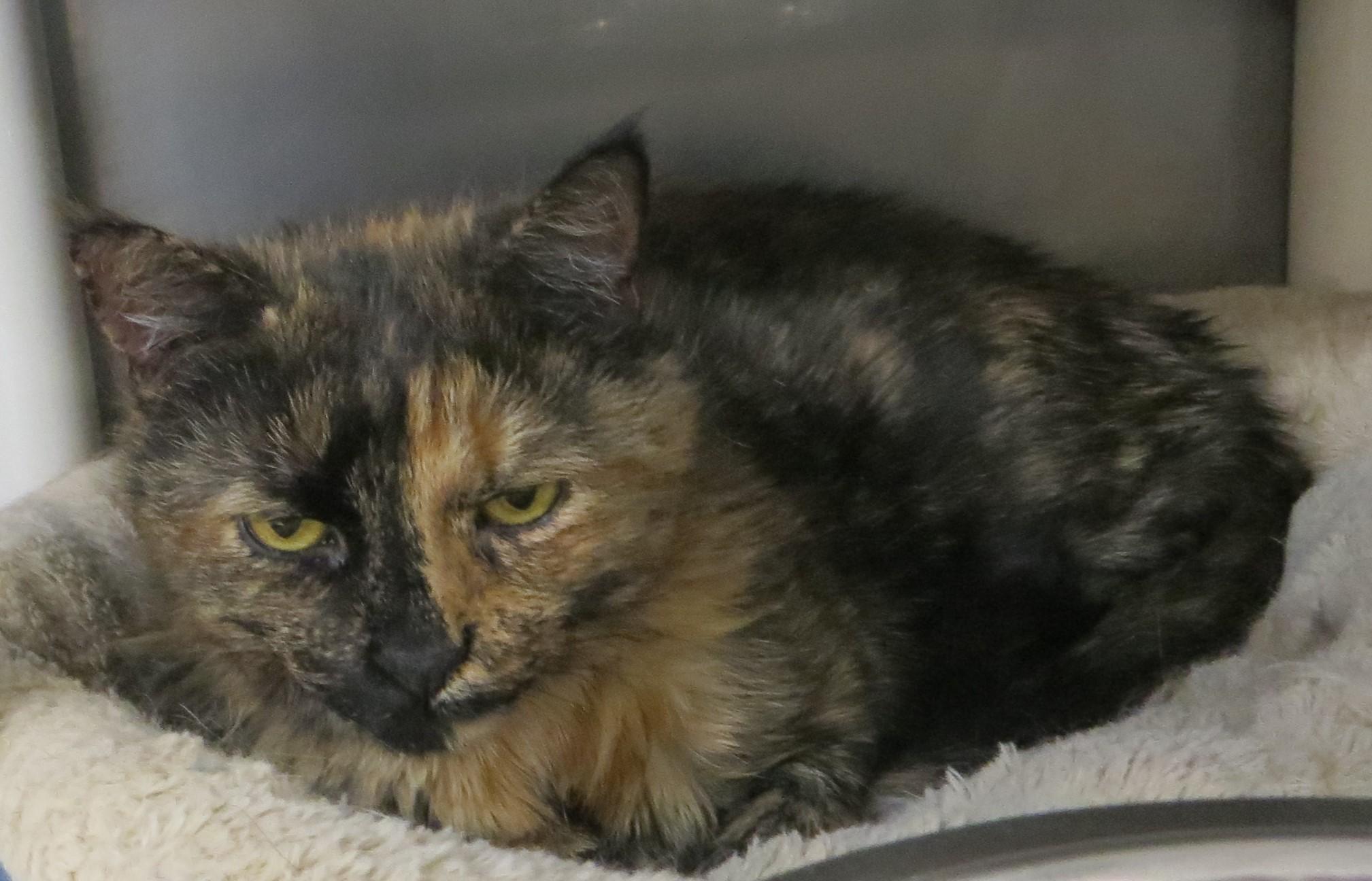 MILLY, a Adoptable Tortoiseshell in Taunton, MA image 3/6