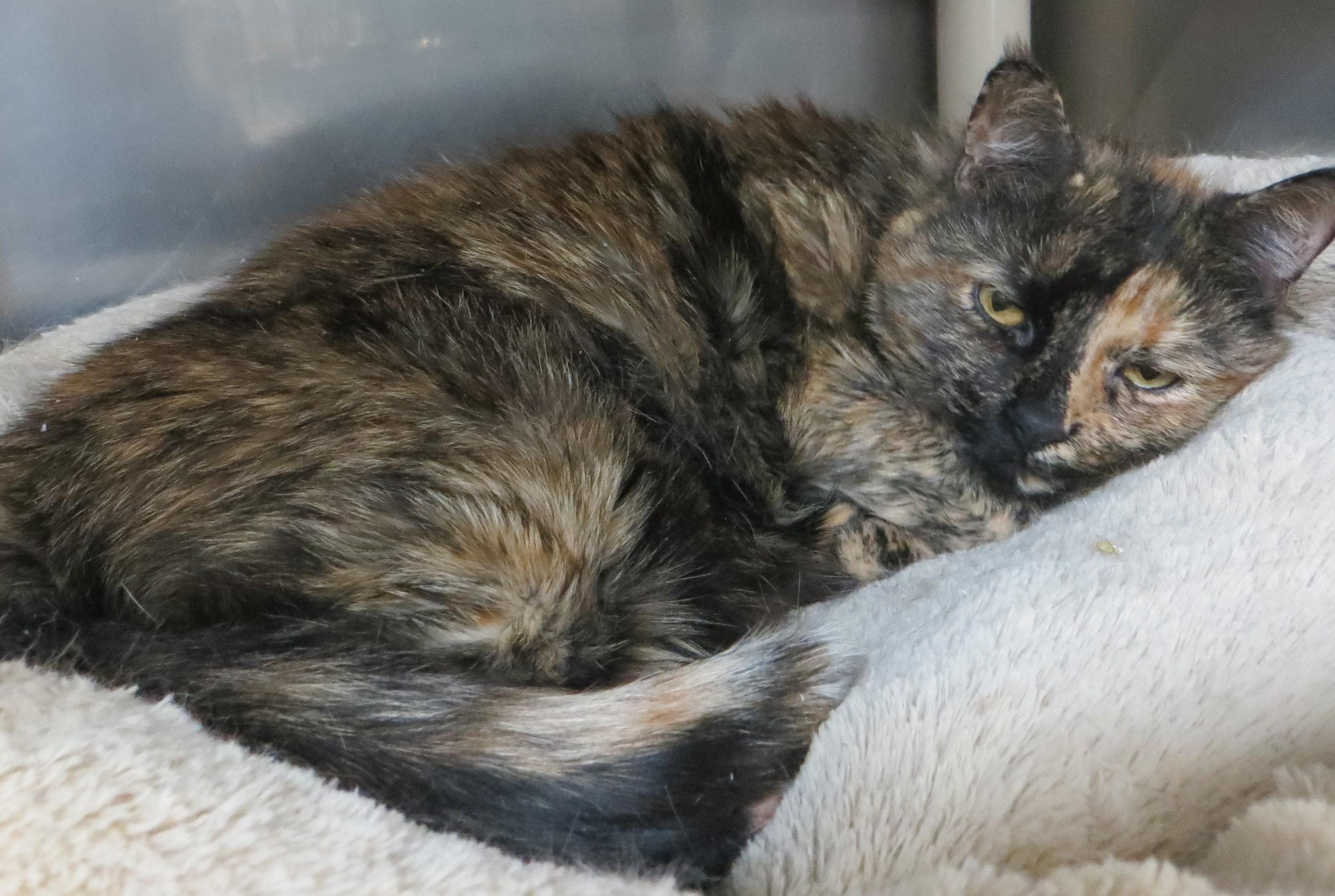 MILLY, a Adoptable Tortoiseshell in Taunton, MA image 5/6