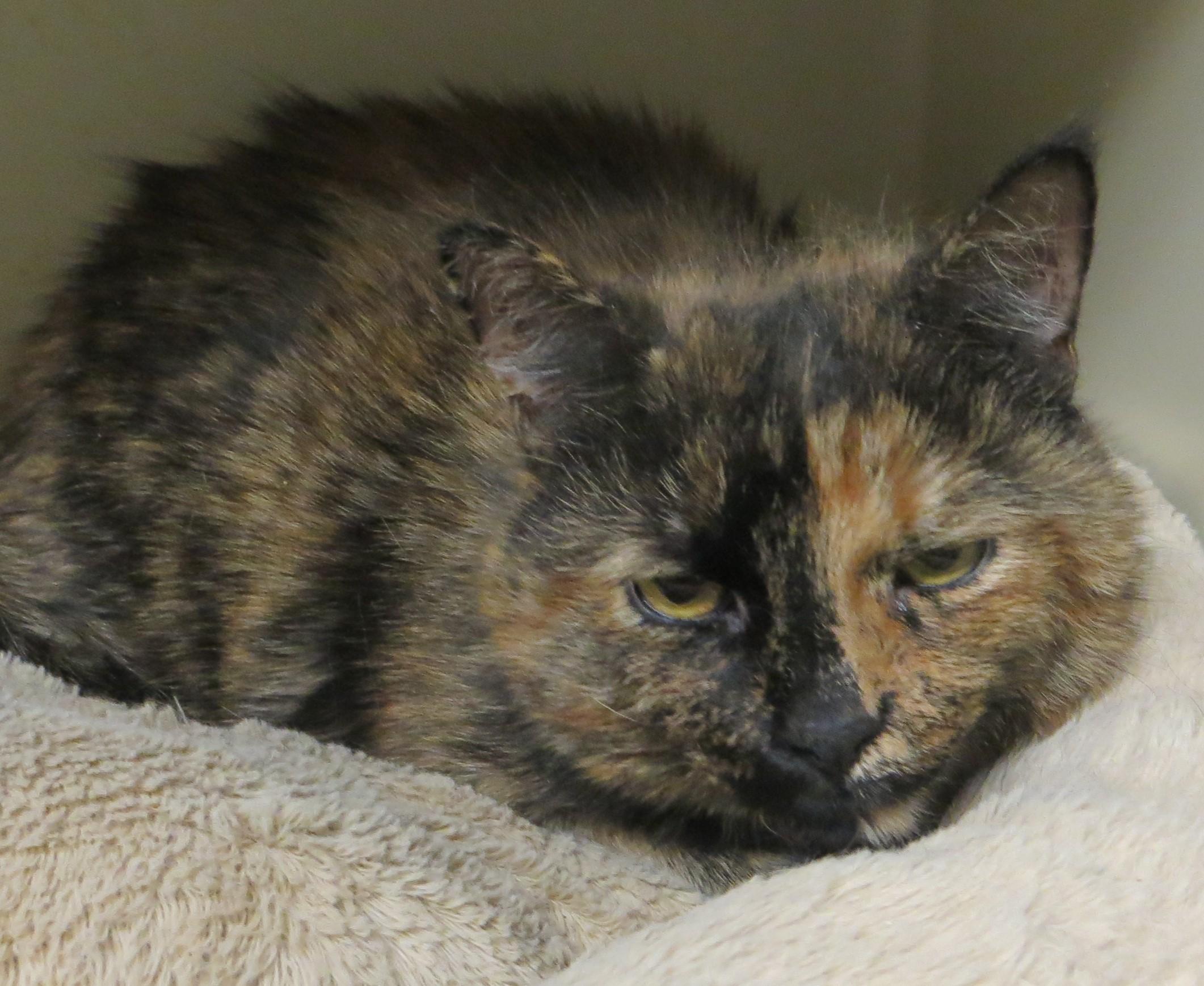 MILLY, a Adoptable Tortoiseshell in Taunton, MA image 4/6