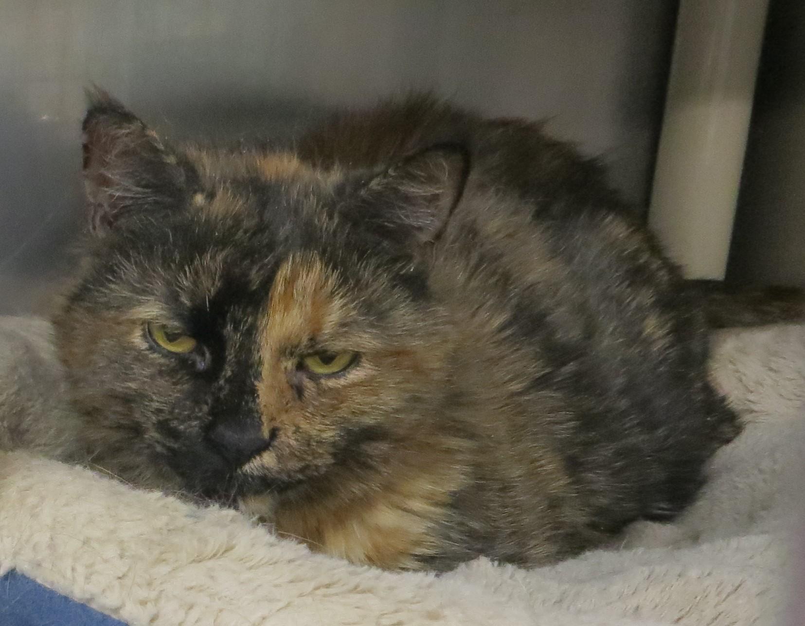 MILLY, a Adoptable Tortoiseshell in Taunton, MA image 6/6