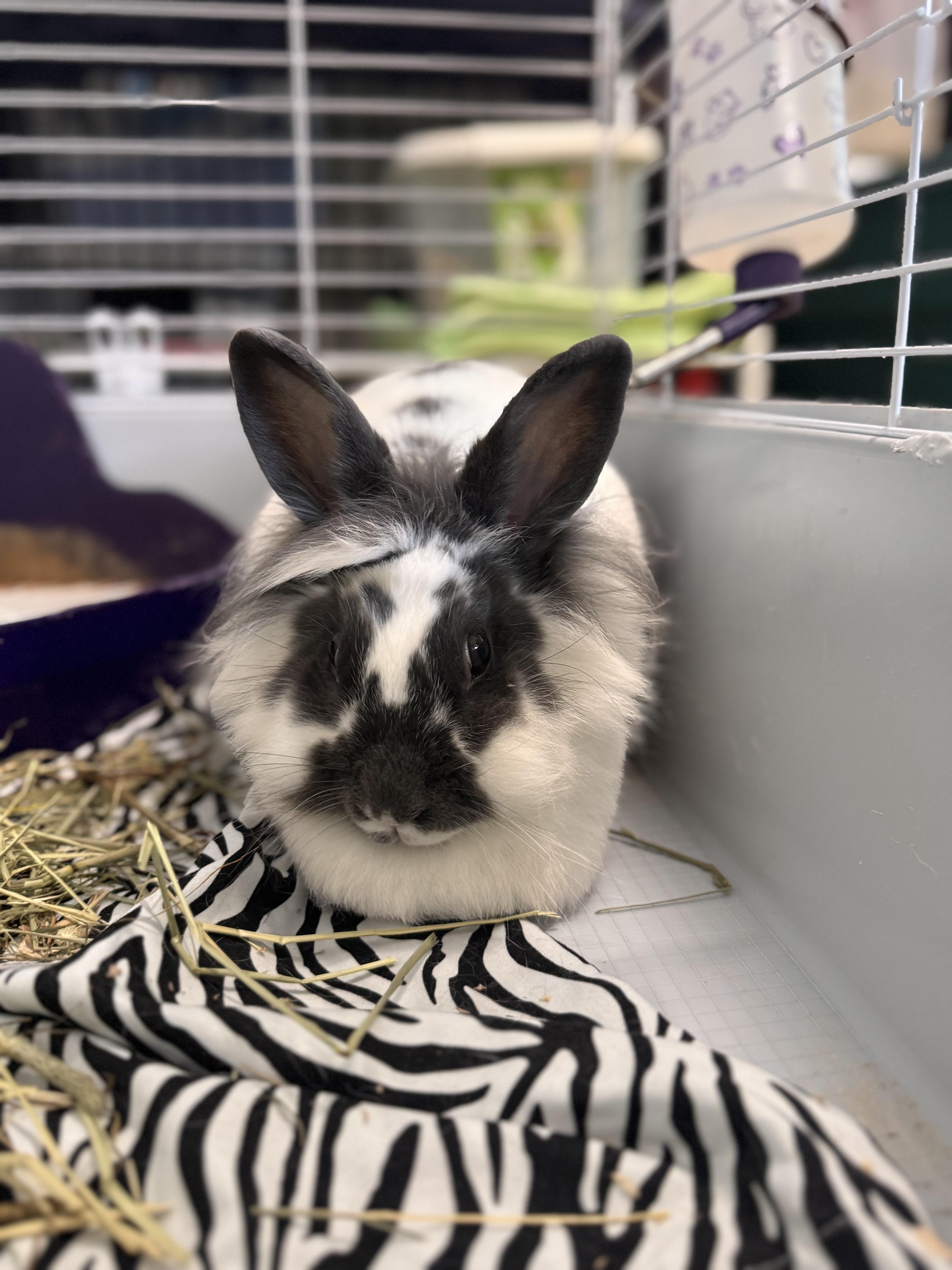 Enlarge Molly, a ADOPTABLE Lionhead in Pottsville, PA image 1/1