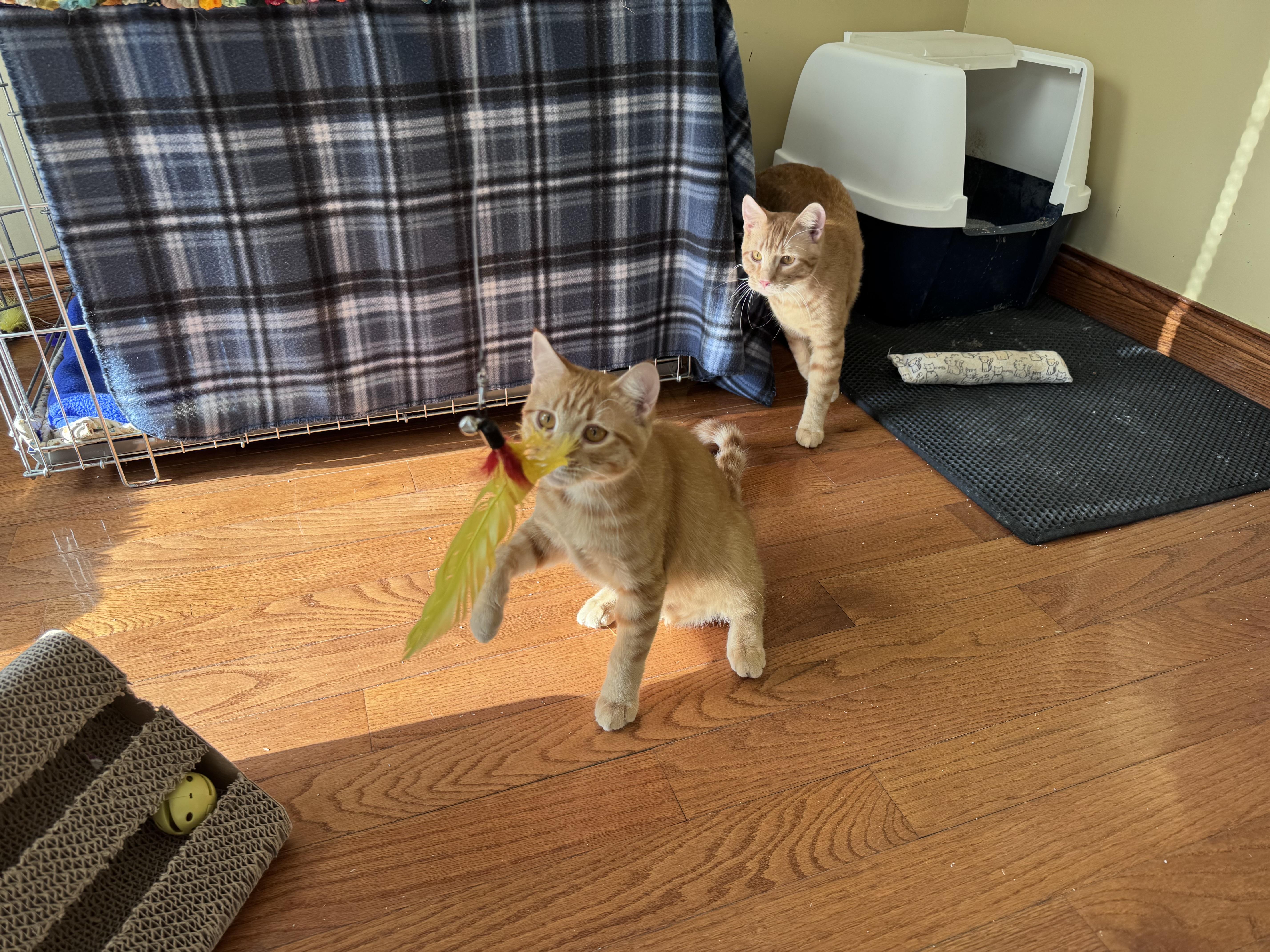 Enlarge Arlo, an adopted Domestic Short Hair in Anoka, MN image 4/4